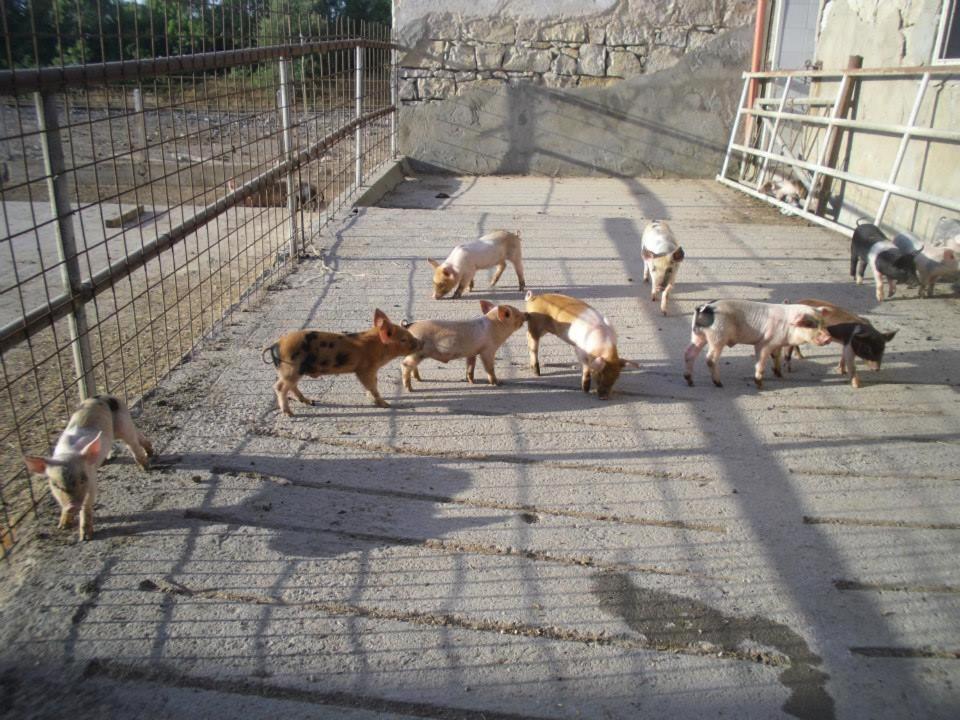 Agriturismo Agrifoglio 圣乔瓦尼-苏埃尔朱 外观 照片