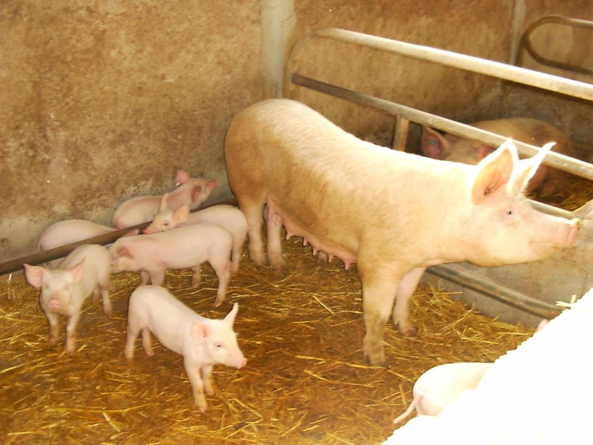 Agriturismo Agrifoglio 圣乔瓦尼-苏埃尔朱 外观 照片