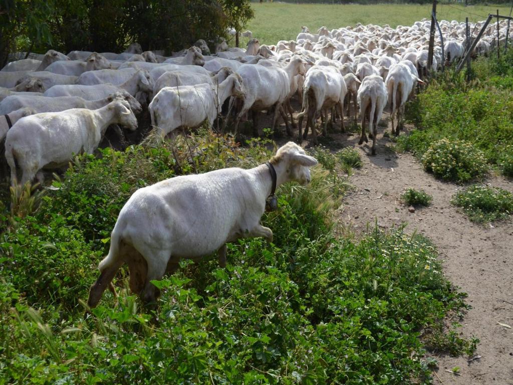 Agriturismo Agrifoglio 圣乔瓦尼-苏埃尔朱 外观 照片