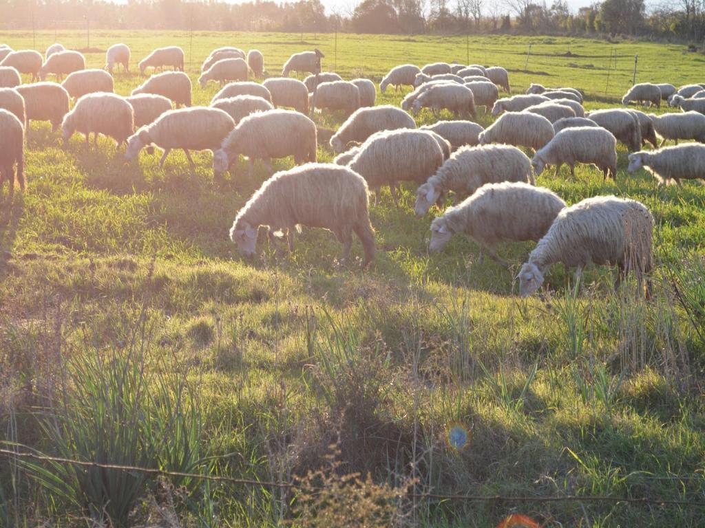 Agriturismo Agrifoglio 圣乔瓦尼-苏埃尔朱 外观 照片