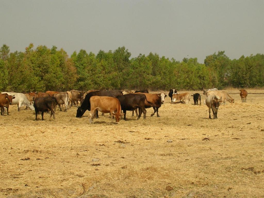 Agriturismo Agrifoglio 圣乔瓦尼-苏埃尔朱 外观 照片