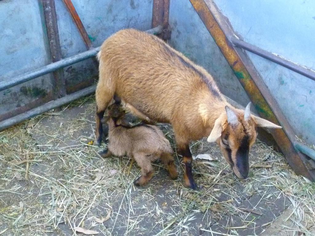 Agriturismo Agrifoglio 圣乔瓦尼-苏埃尔朱 外观 照片