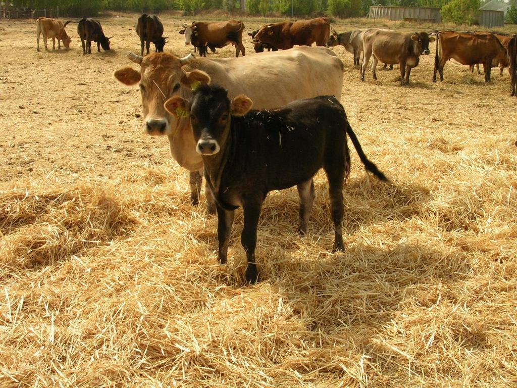 Agriturismo Agrifoglio 圣乔瓦尼-苏埃尔朱 外观 照片