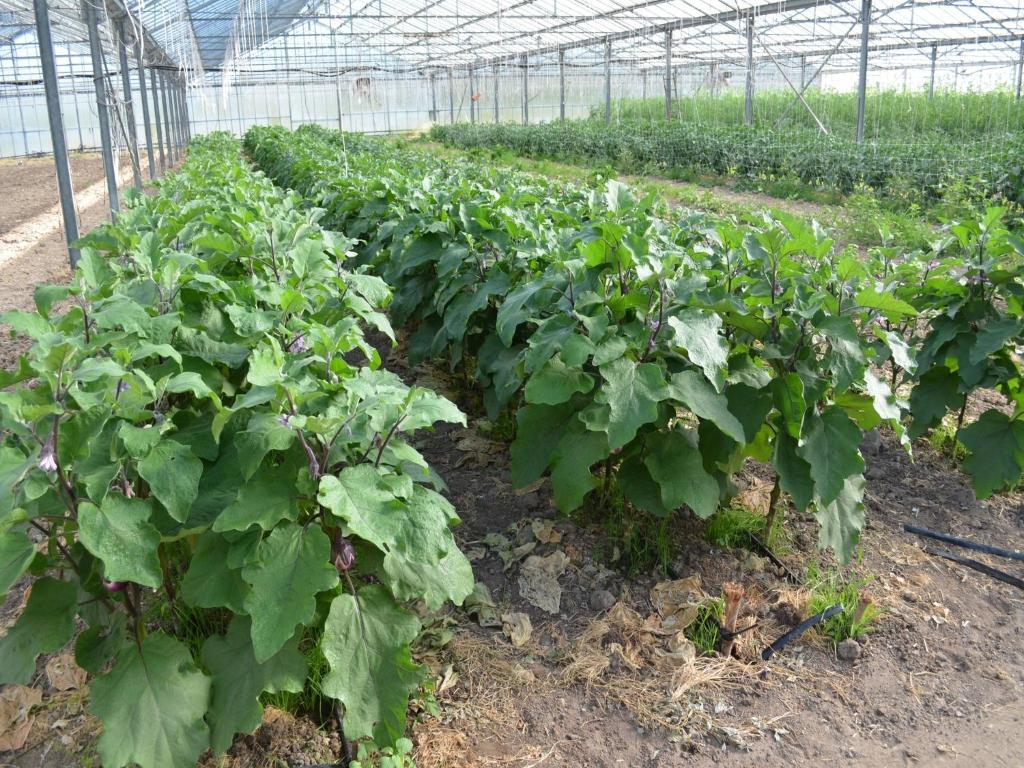 Agriturismo Agrifoglio 圣乔瓦尼-苏埃尔朱 外观 照片